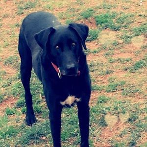 Meet your Posher, Shelby